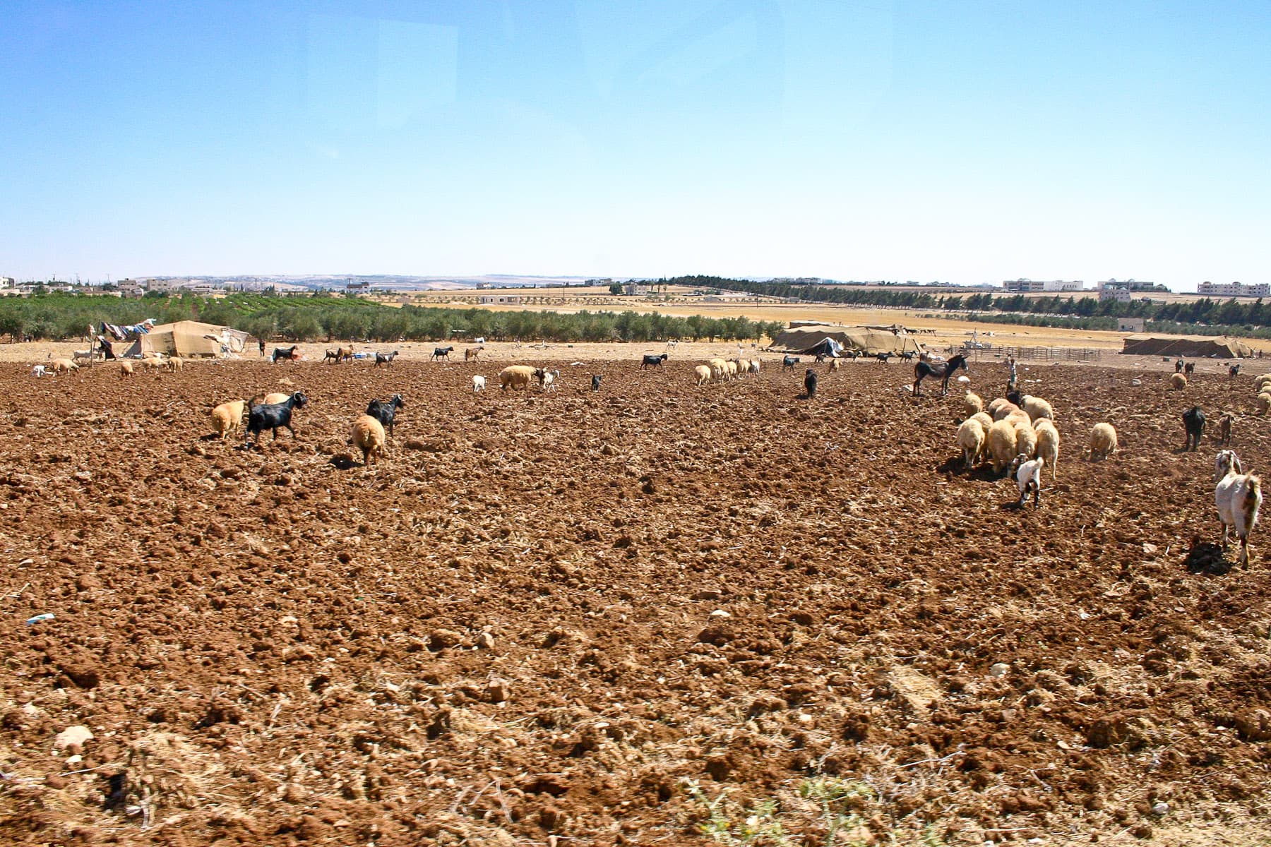 Madaba Plateau