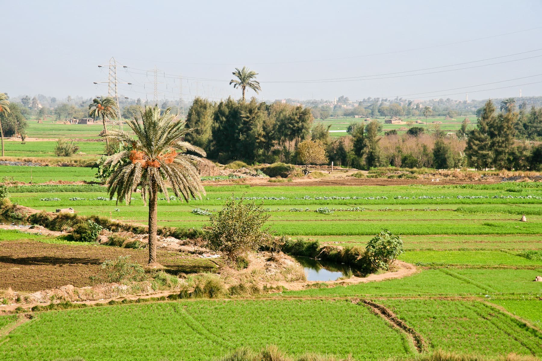 Nile Delta