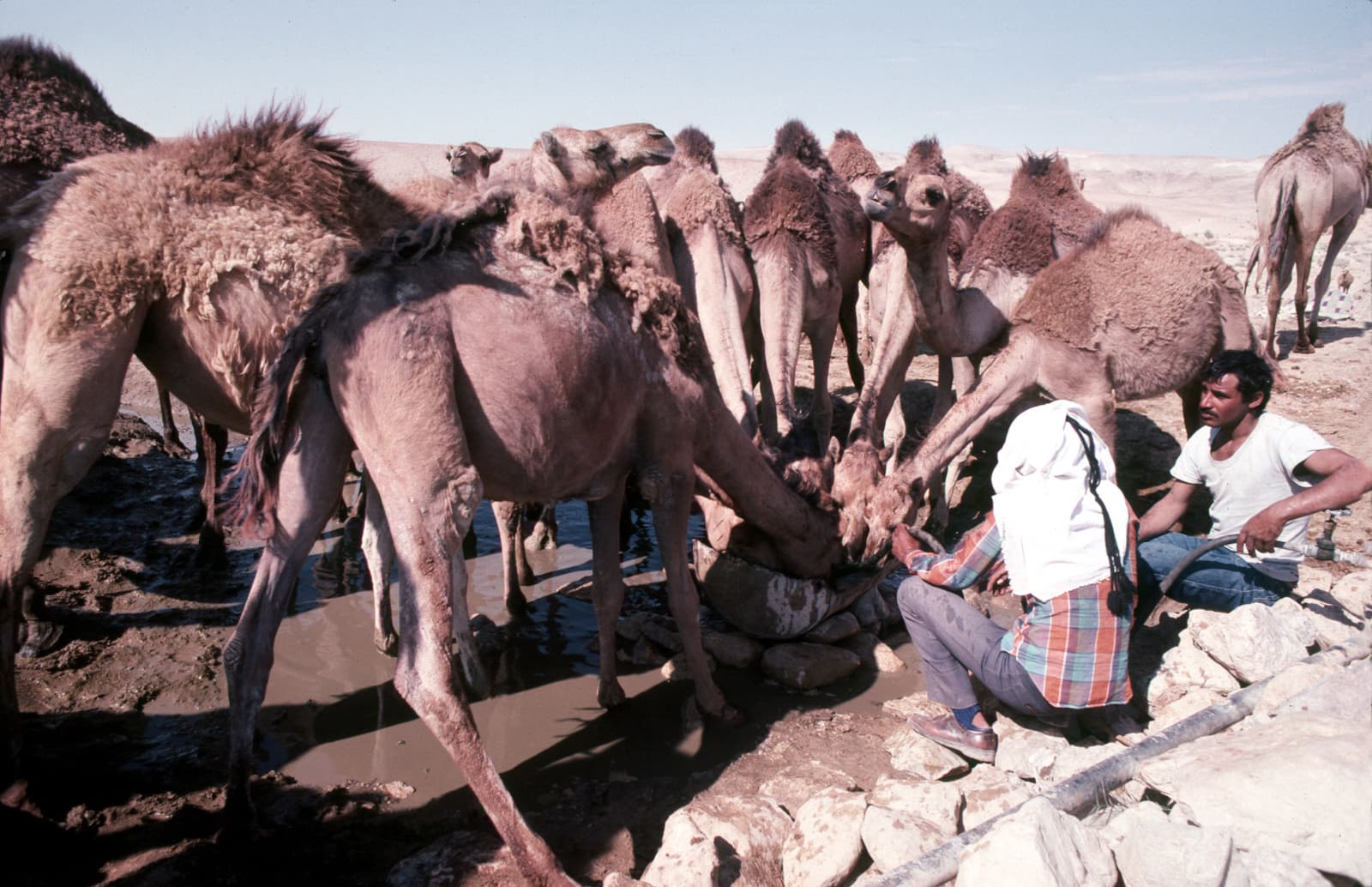 Camels Drinking