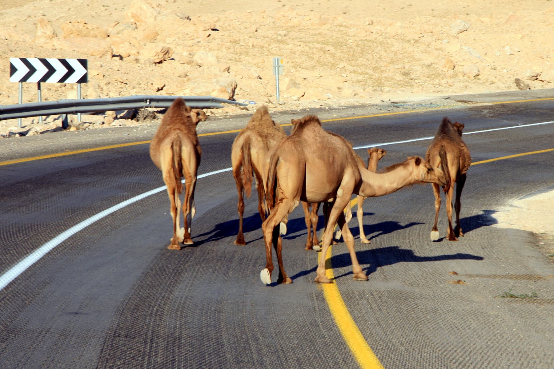 Camels on Road 1