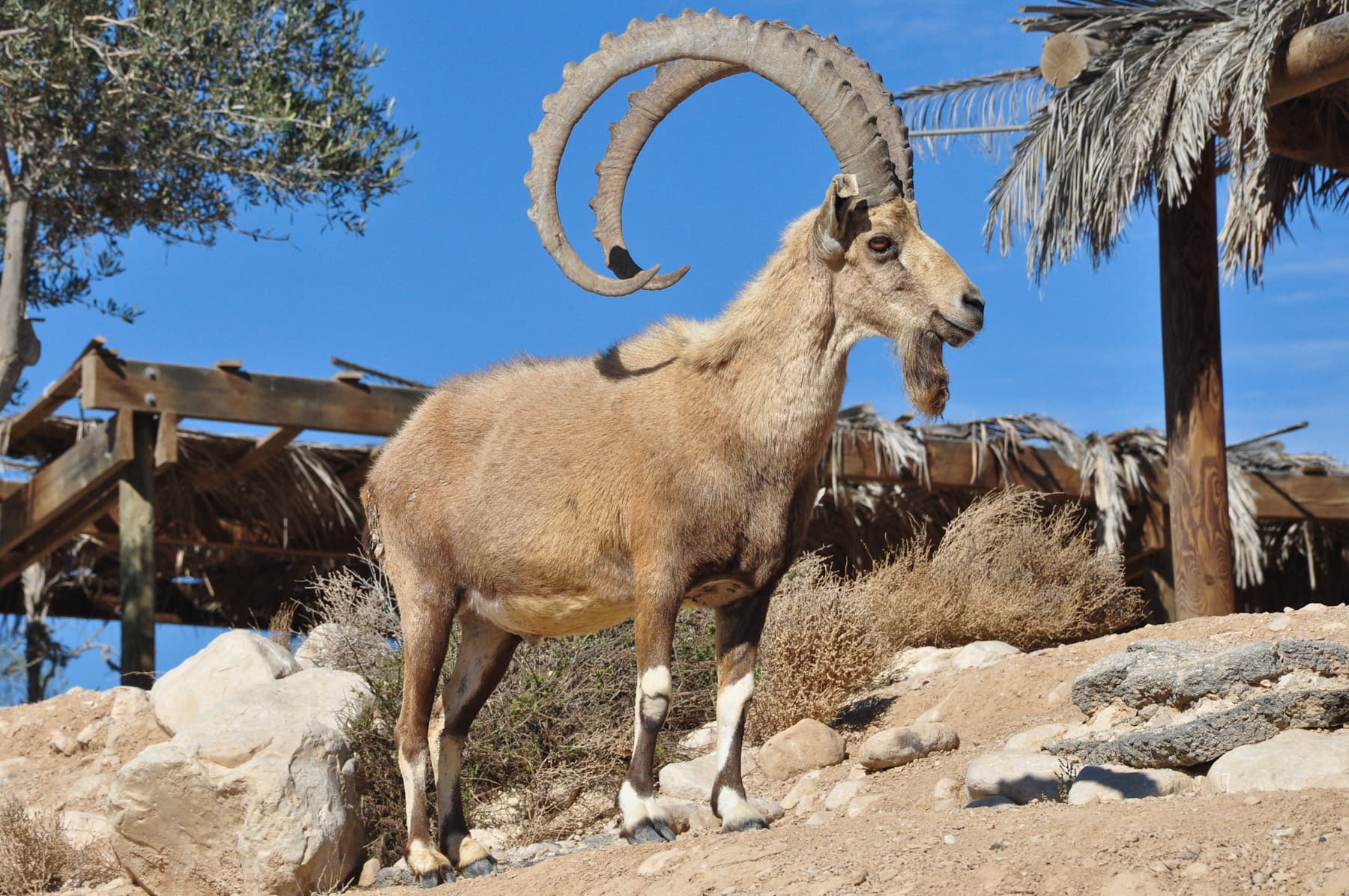 Ibex 1