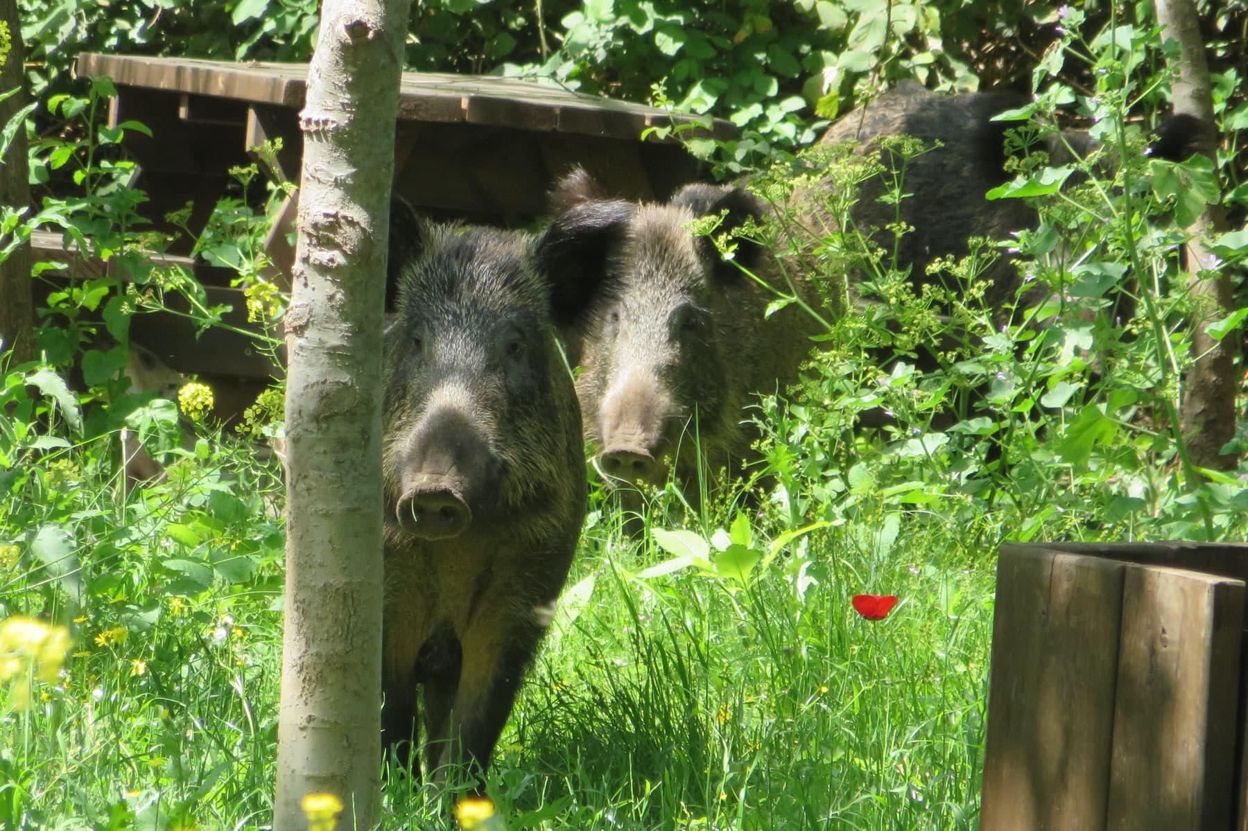 Two Boar