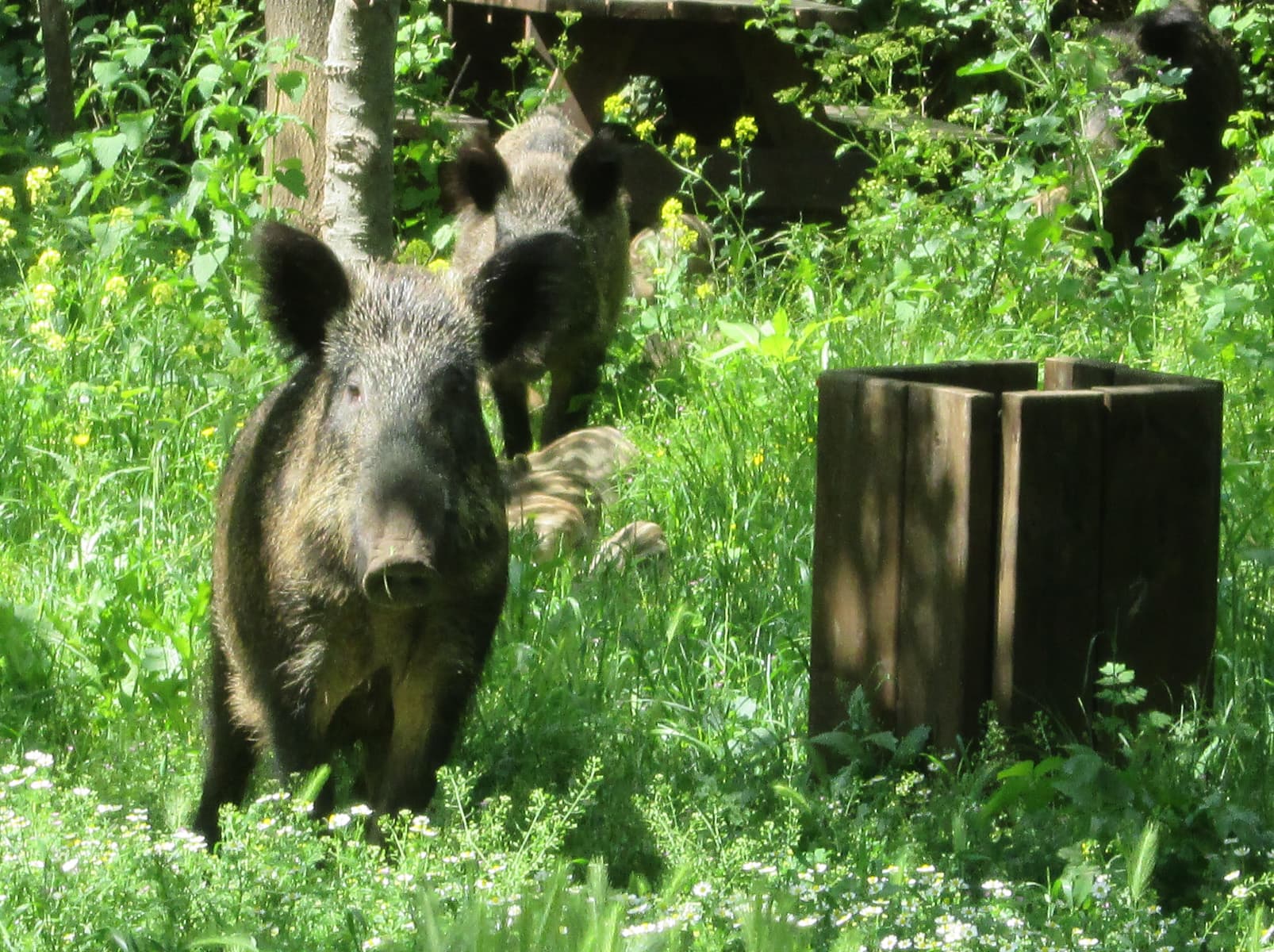 Boar with Young 1