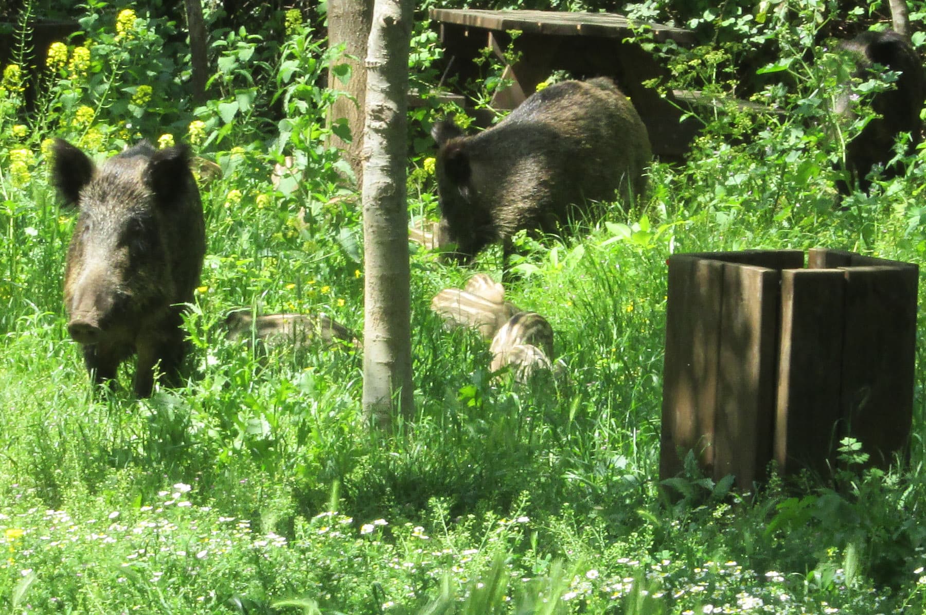 Boar with Young 2