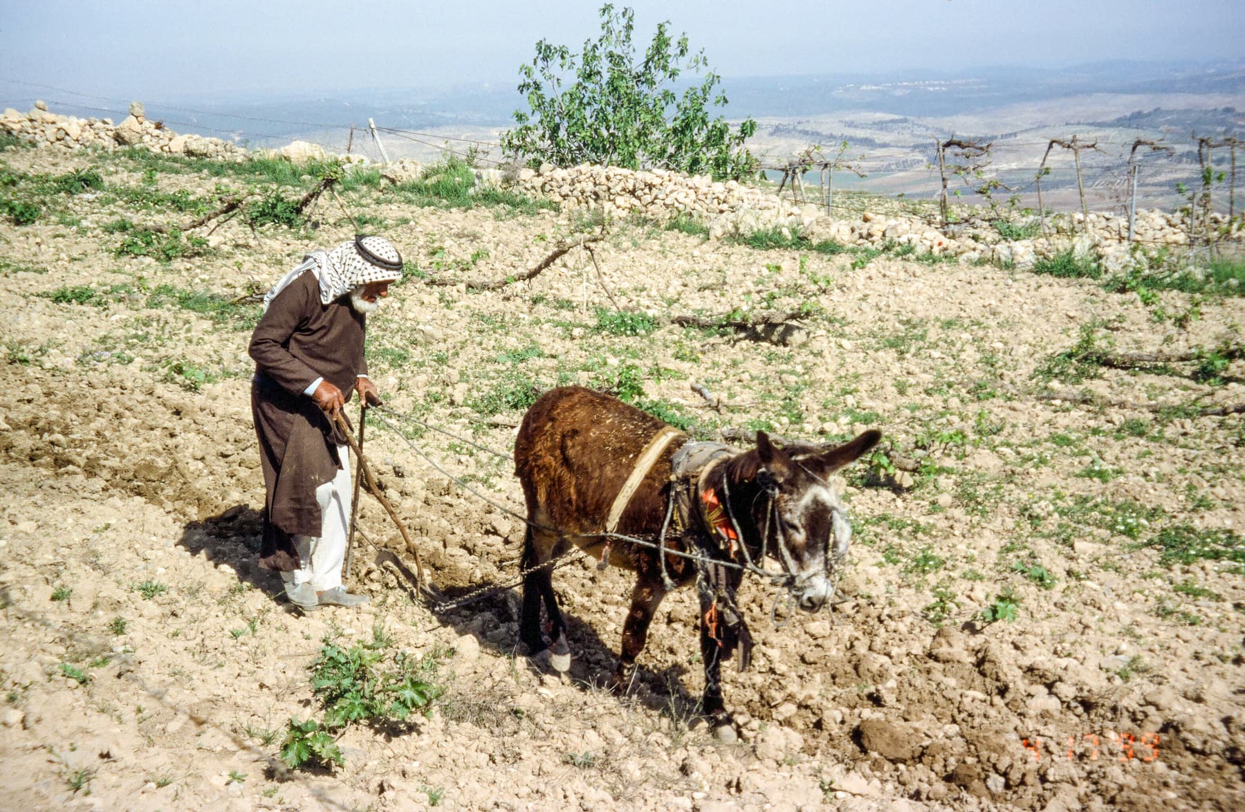 Plowing the Vineyard