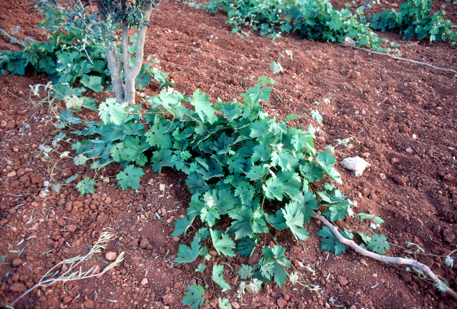 Grape Vine