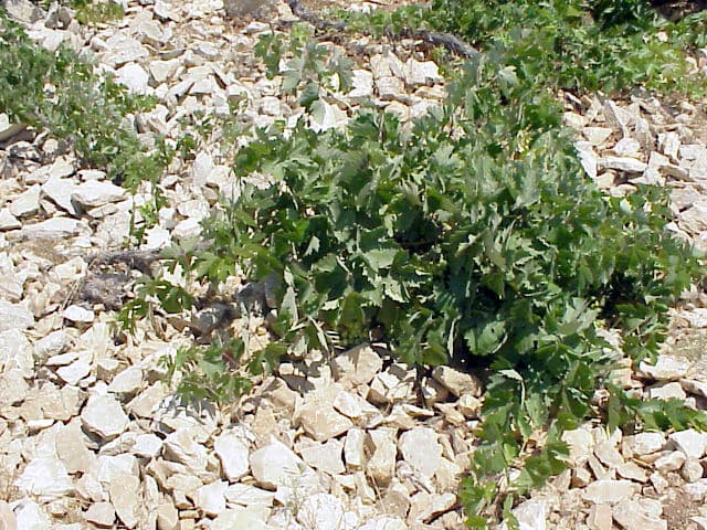 Rocky Field