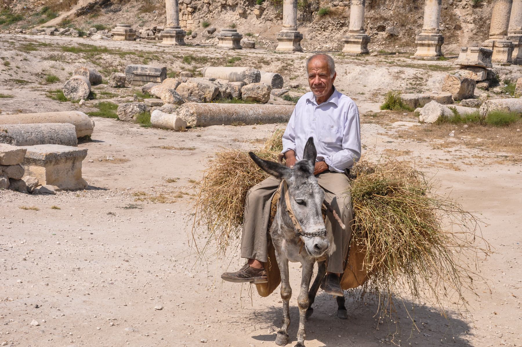 Donkey Delivers Harvest