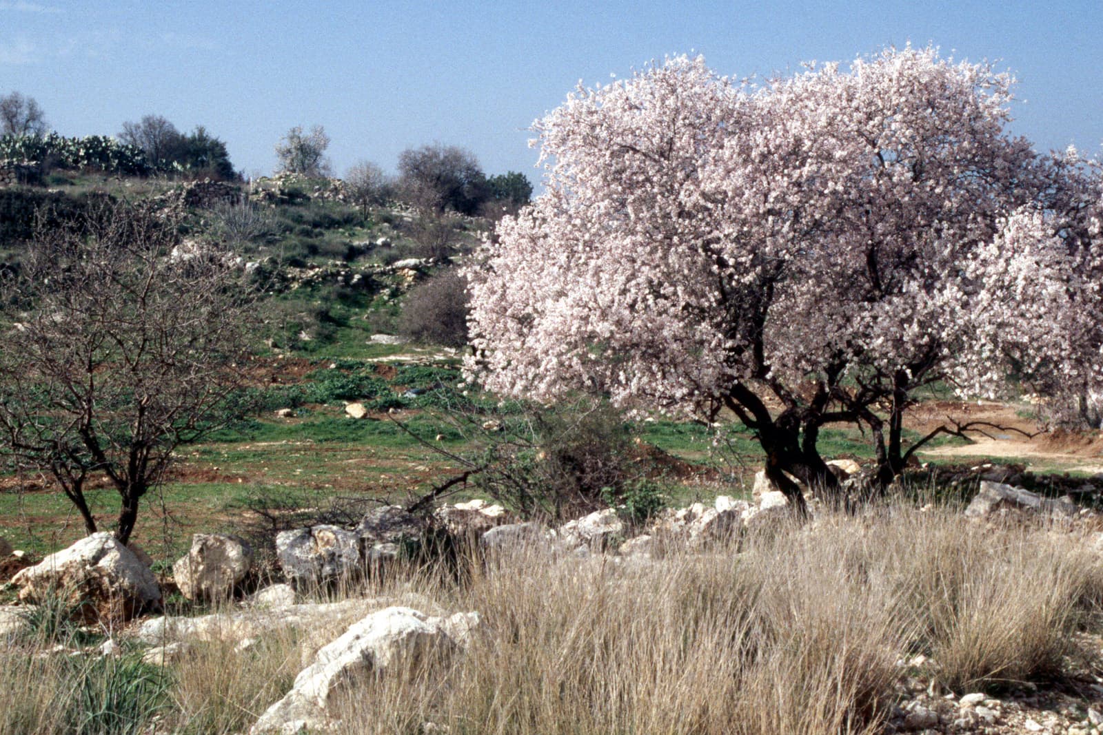 Blossoming Almond Tree