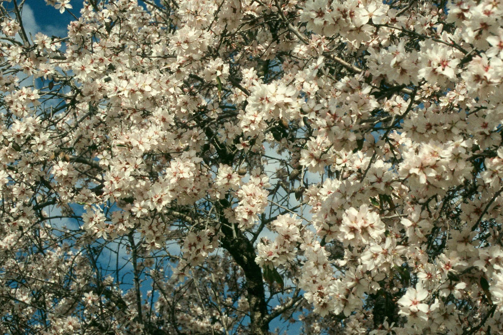 Almond Blossoms