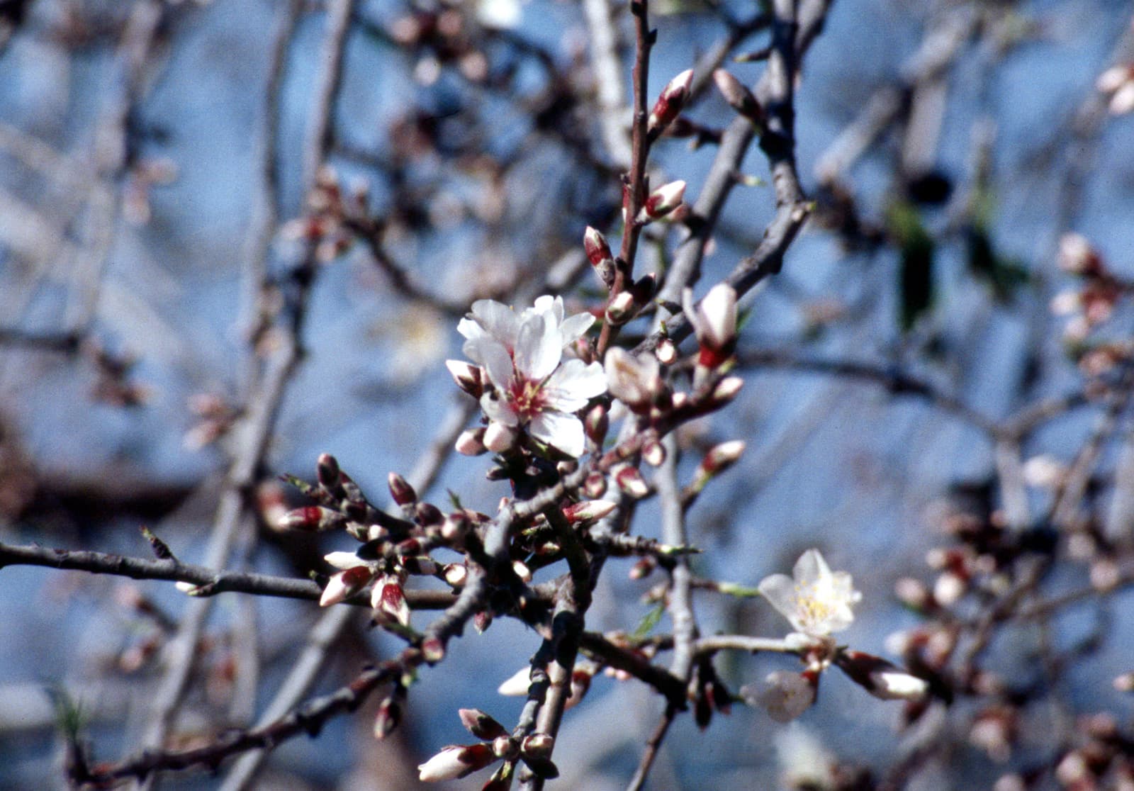 Almond Buds