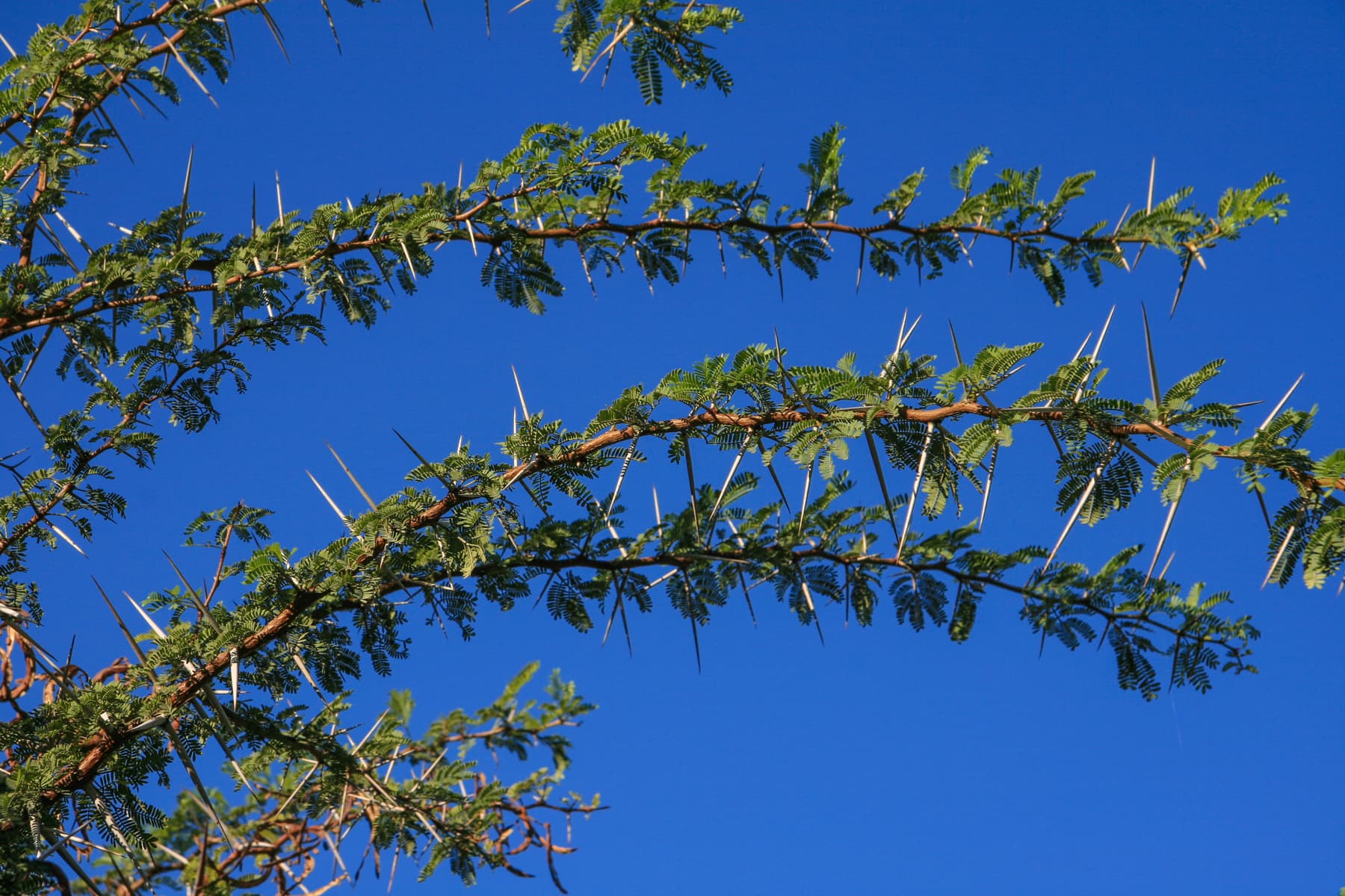 Thorn Tree