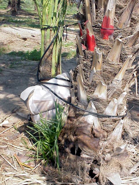 Palm Tree Reproduction