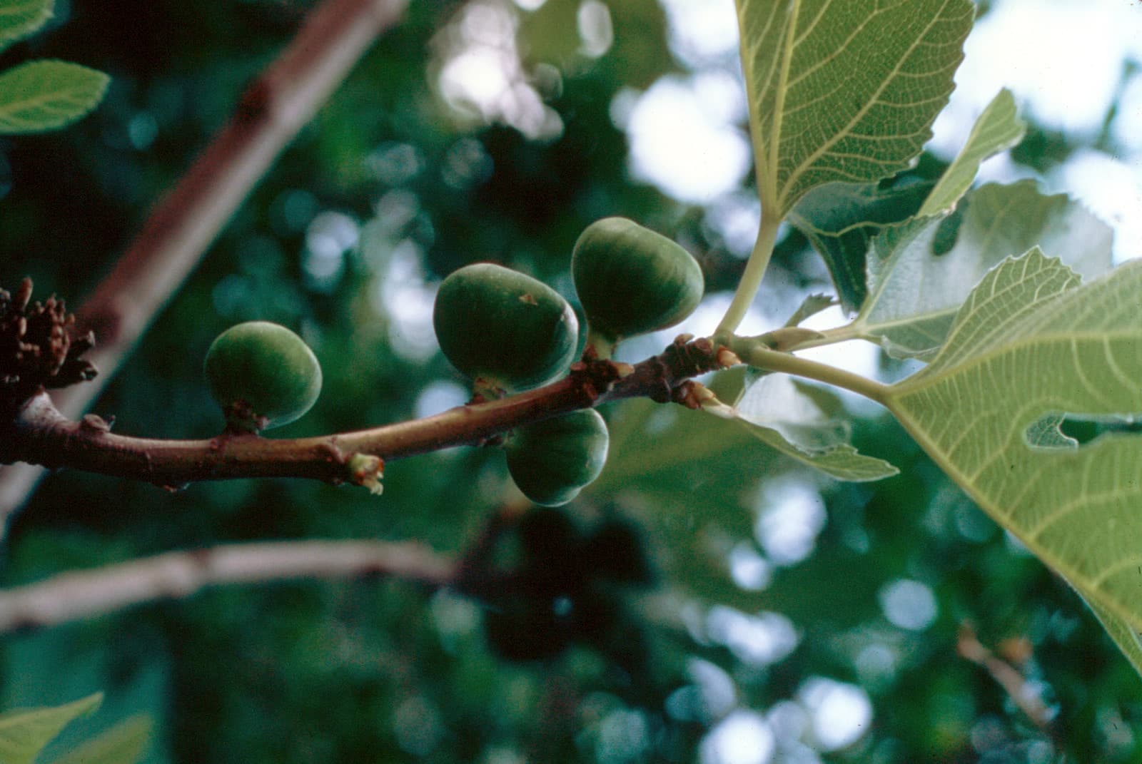 Early Figs (1)