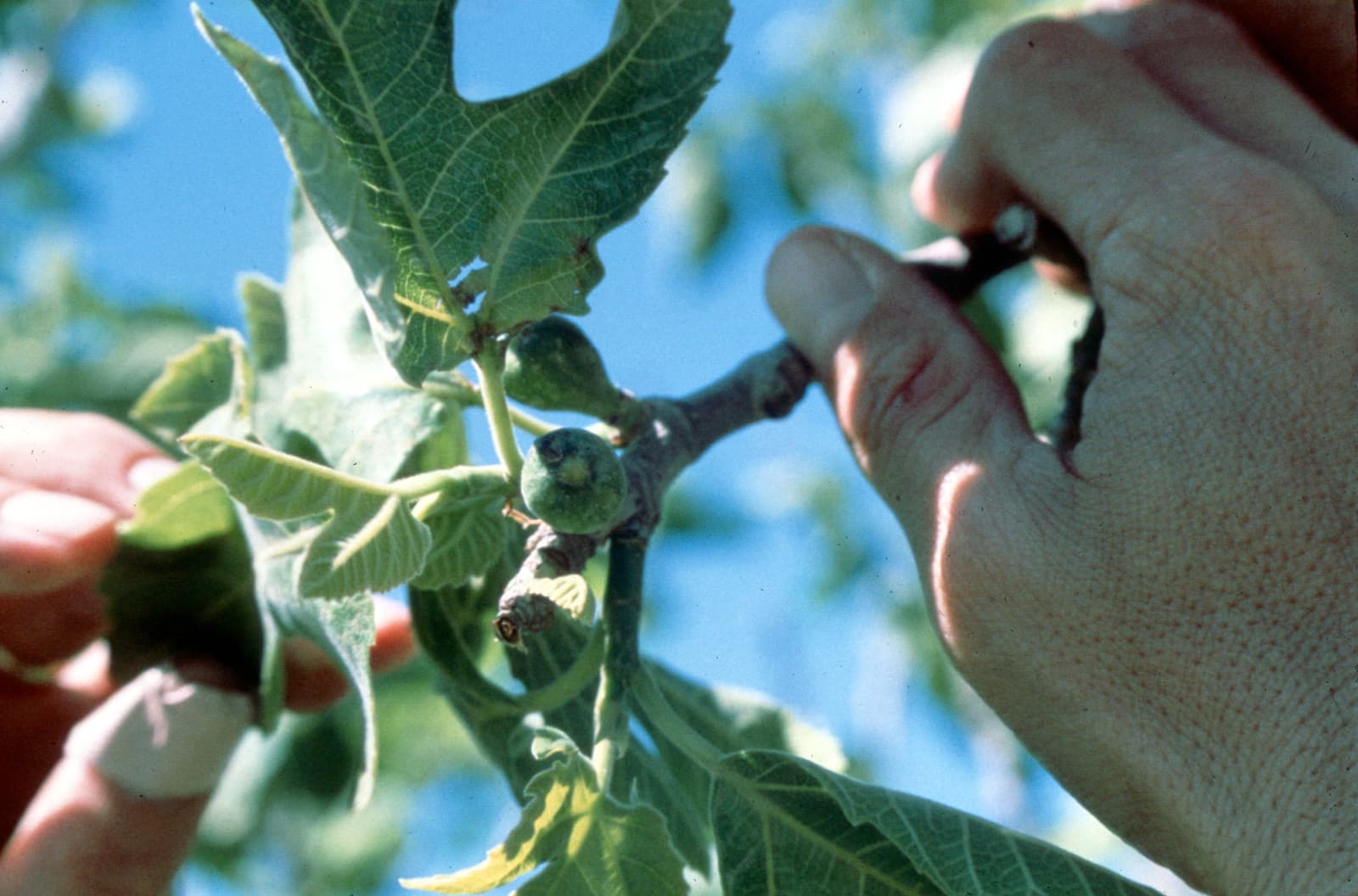 Early Figs (2)