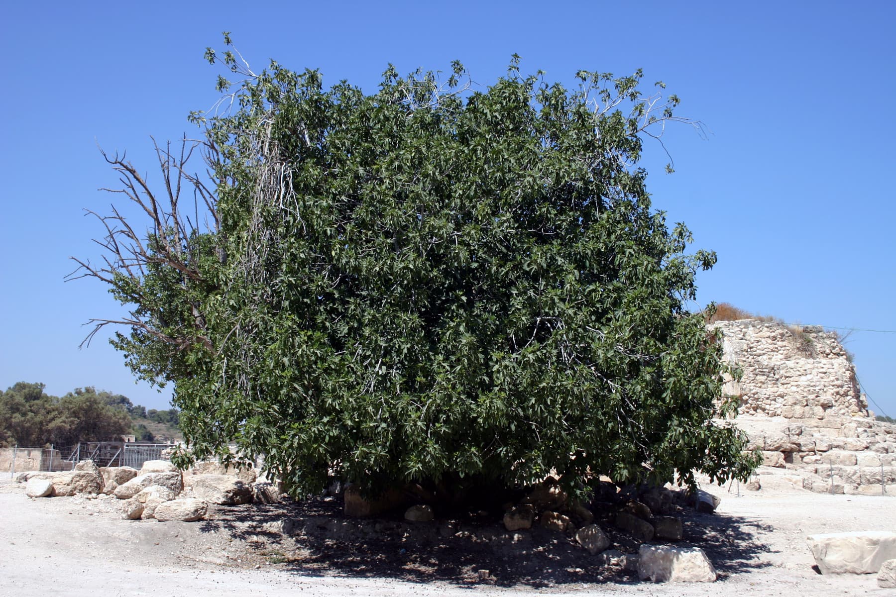 Wild Fig Tree