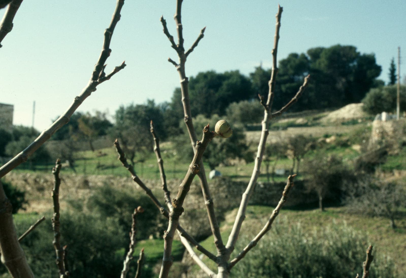 Early Figs!