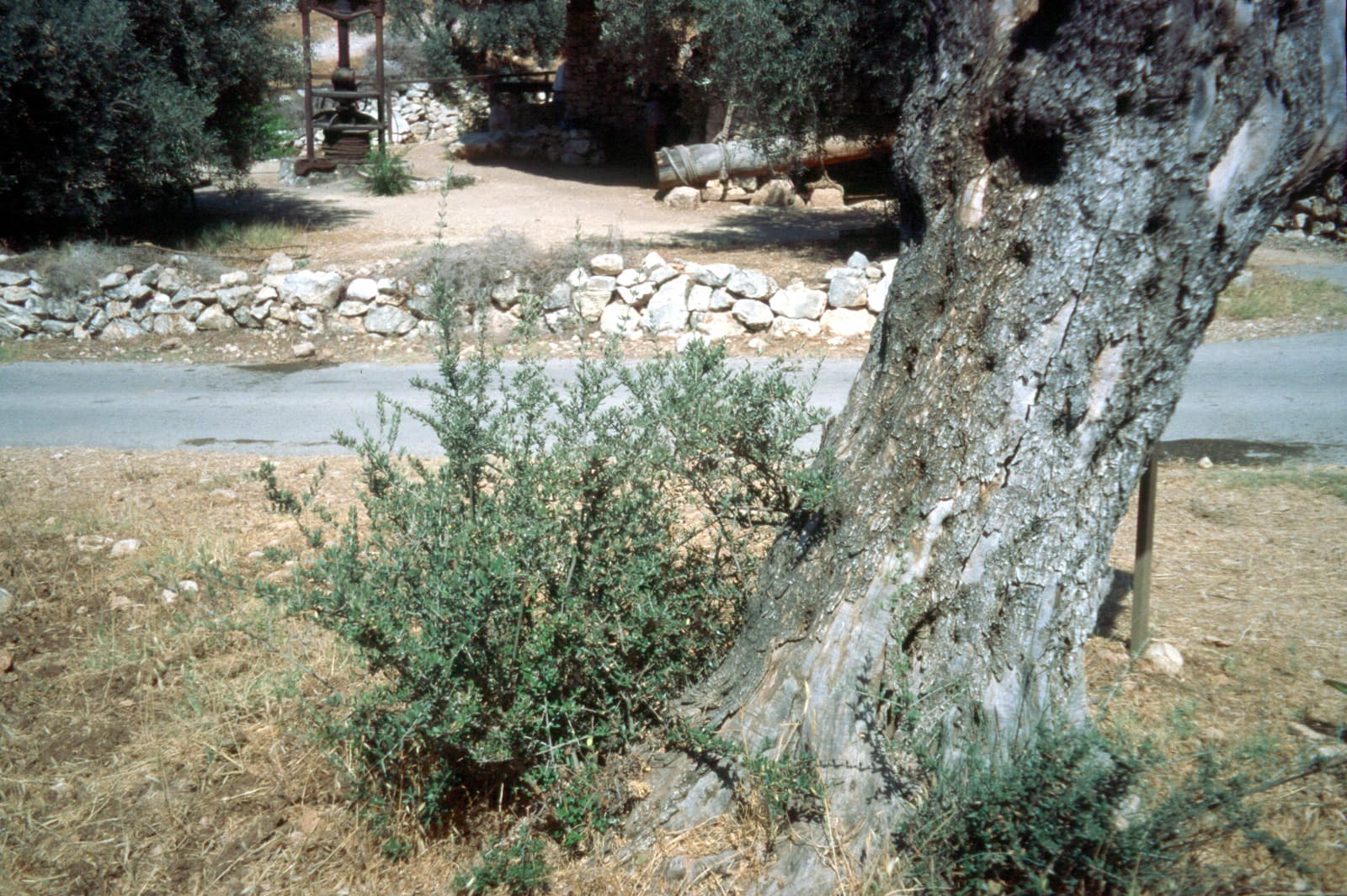 Olive Shoots 1