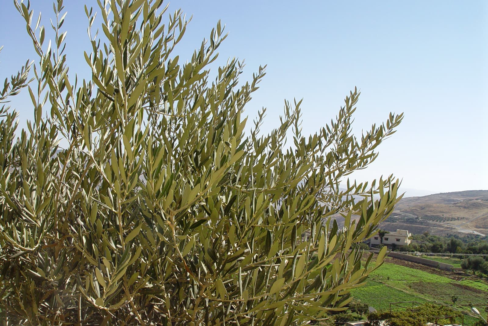 Fruitless Olive Tree