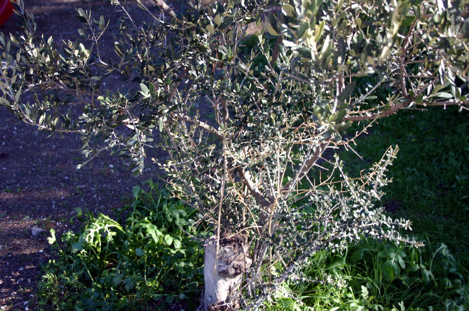 Olive Shoots 2