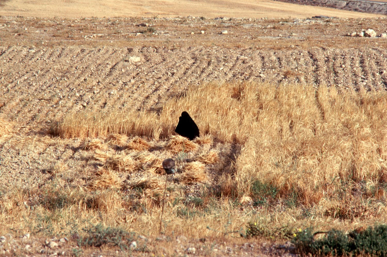 Wheat Harvest (1)
