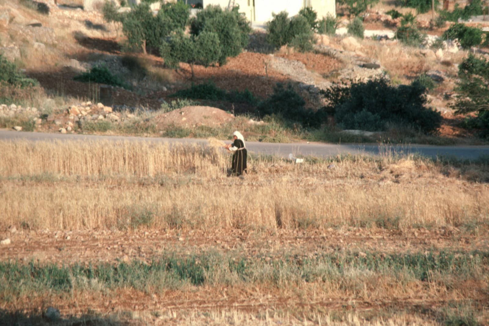 Wheat Harvest (2)