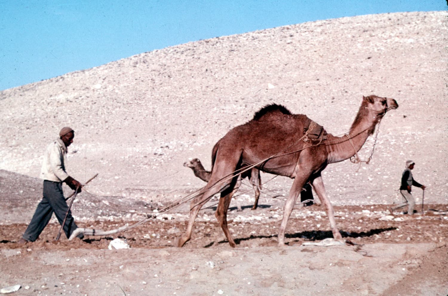 Camel Plowing