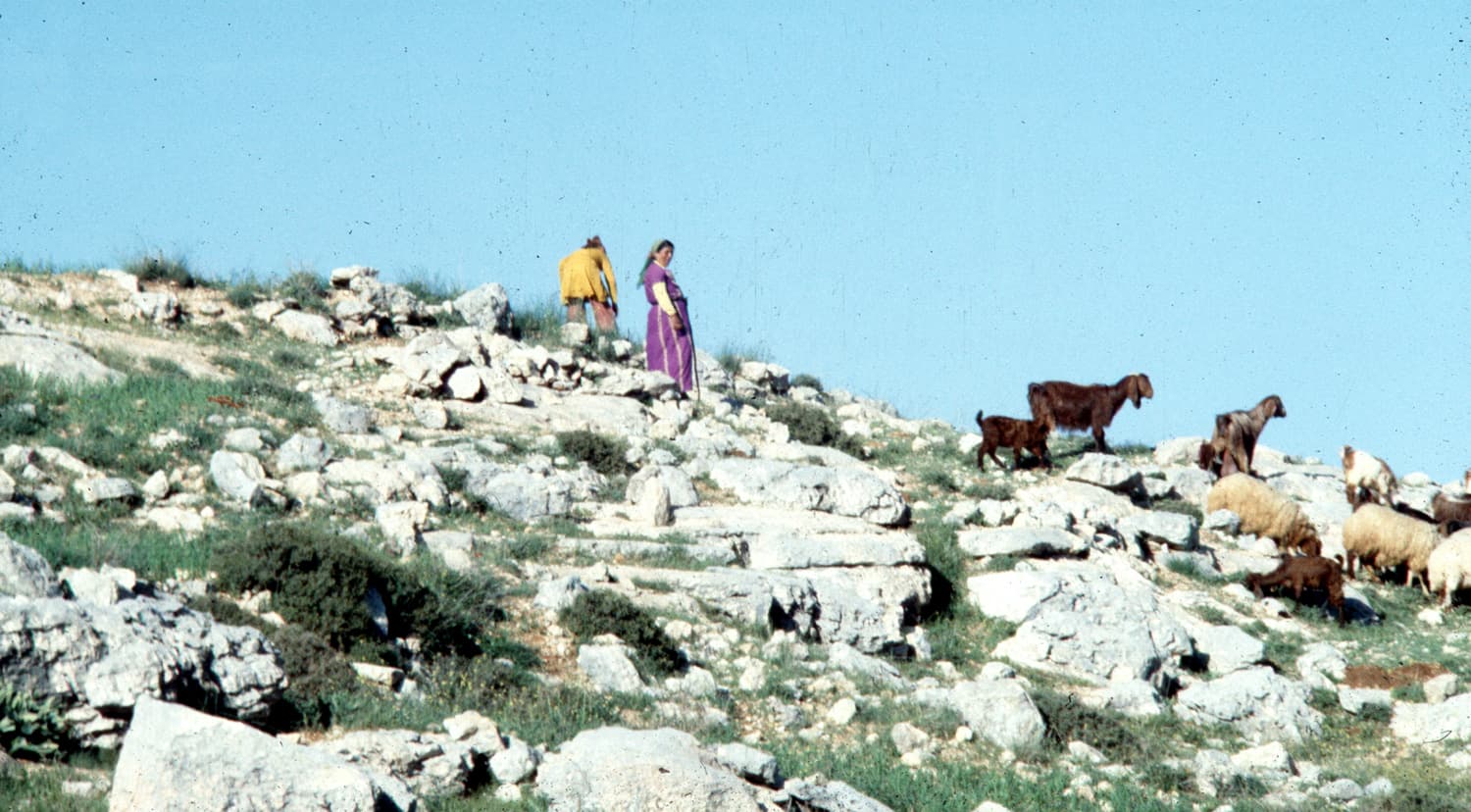 Shepherdess