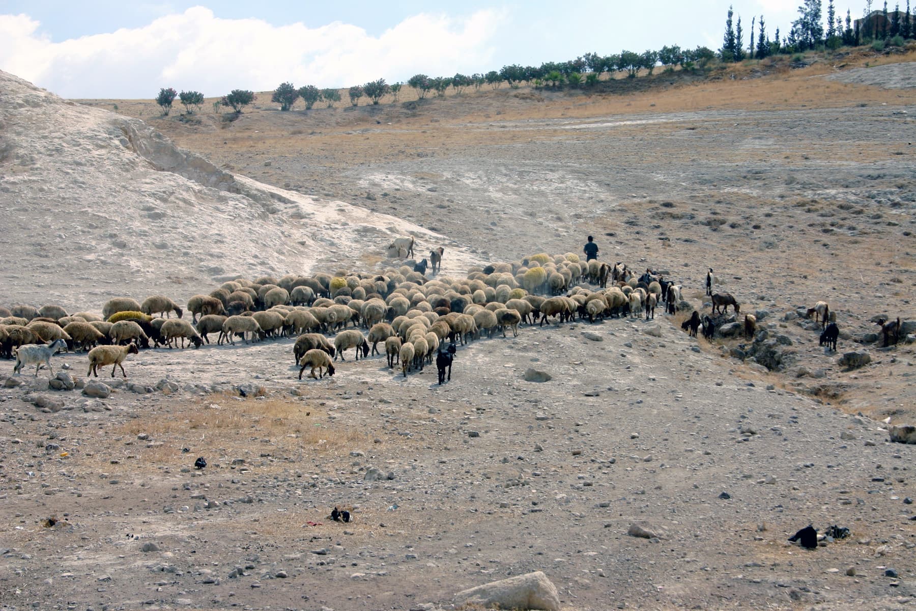 Flock in Jordan