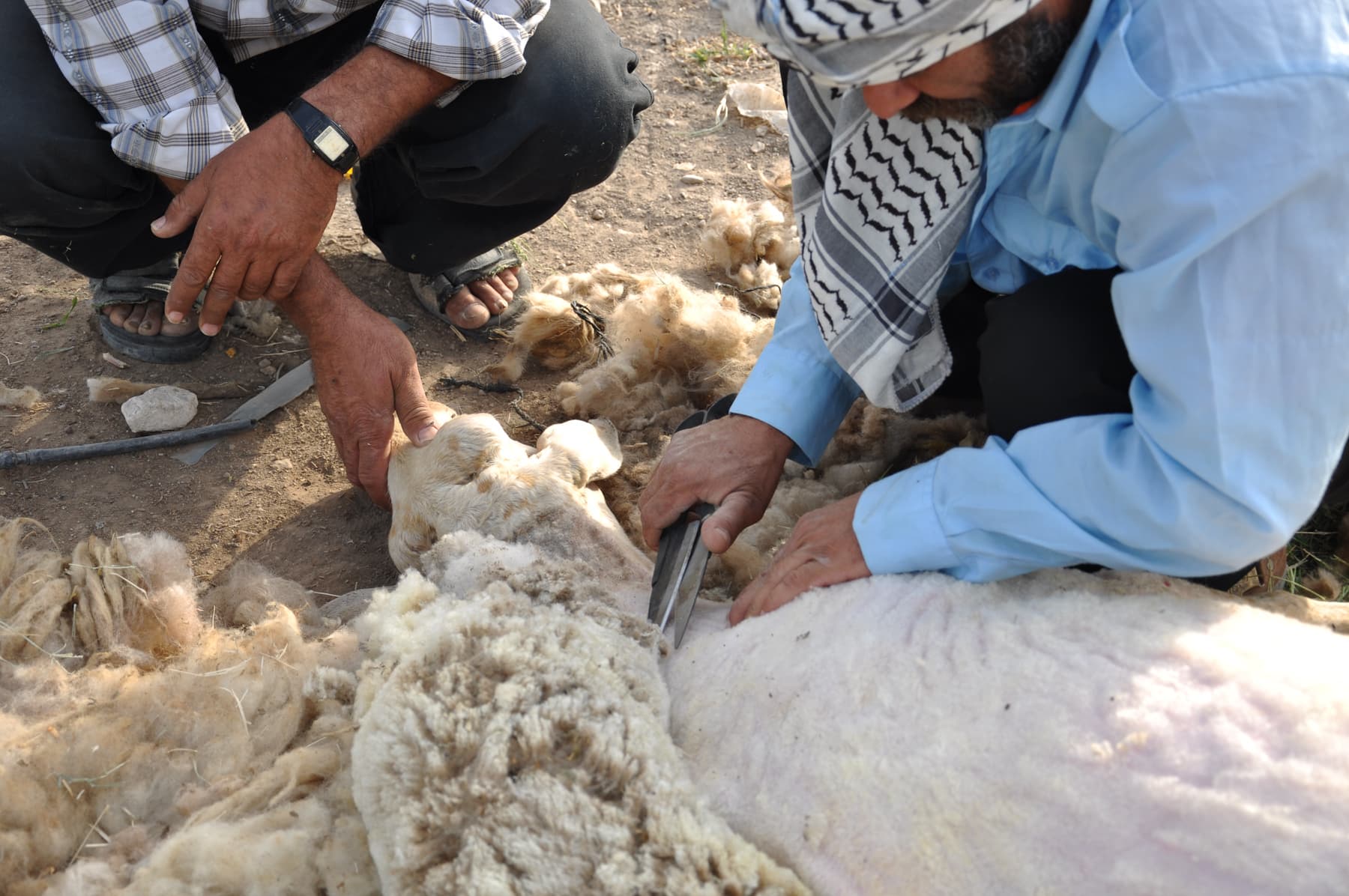 Shearing Sheep Detail