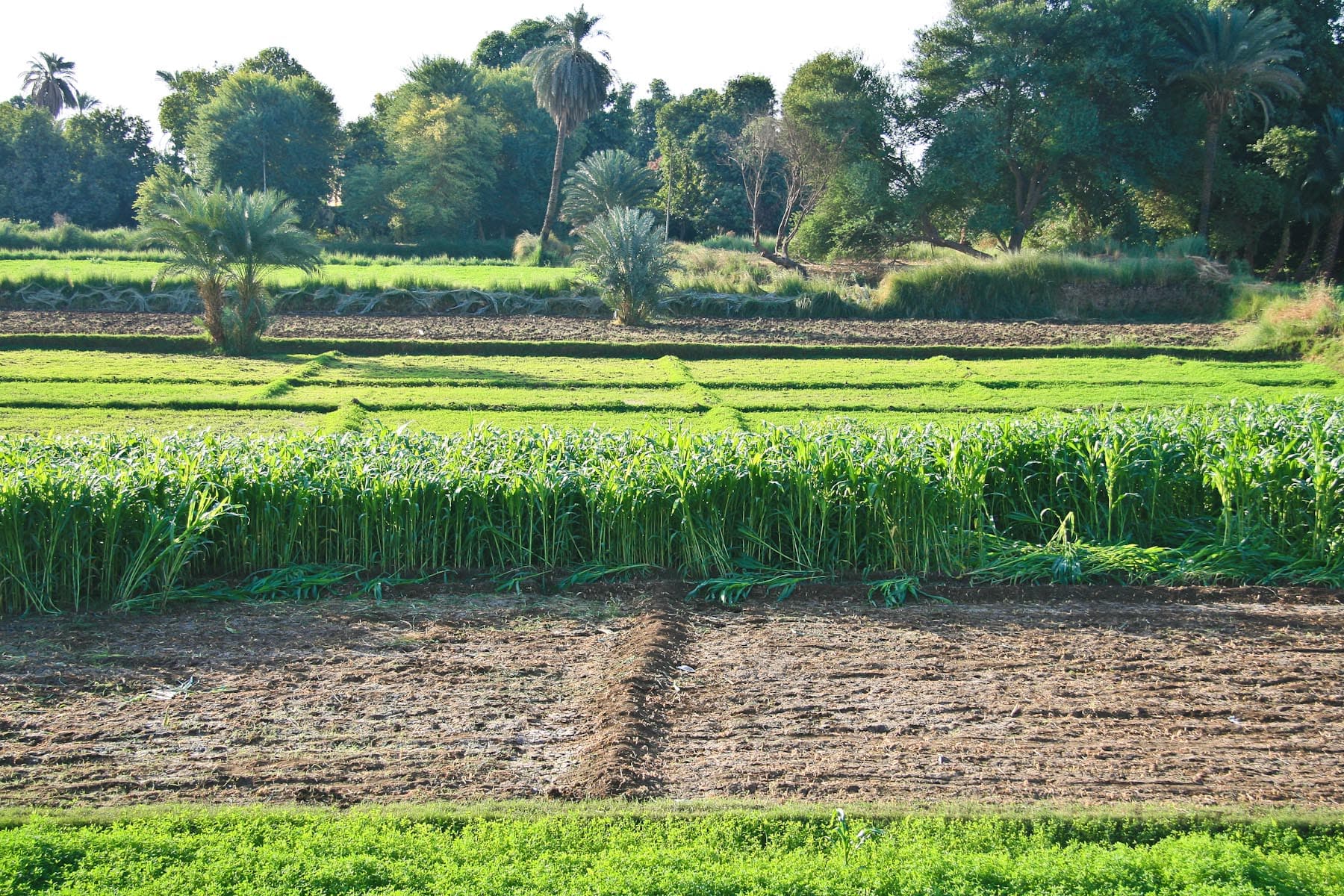 Fields