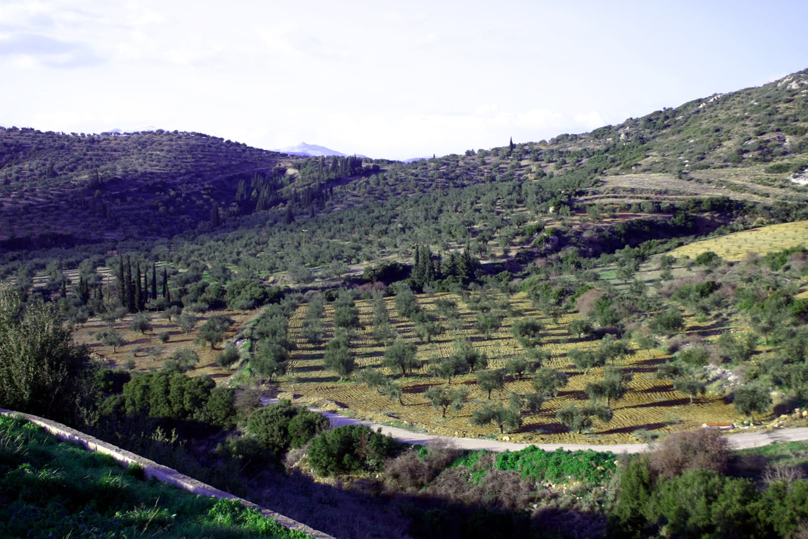 Terrain