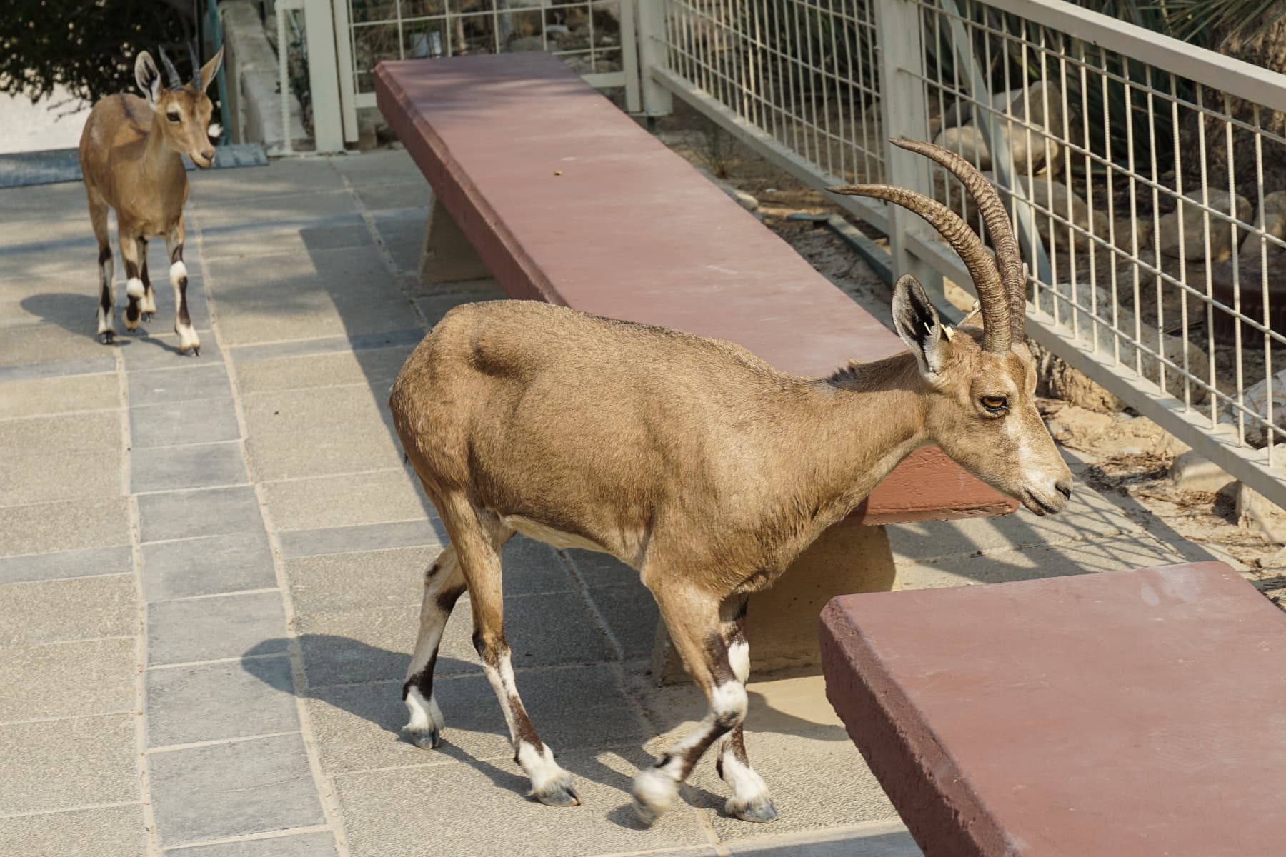 Ibex