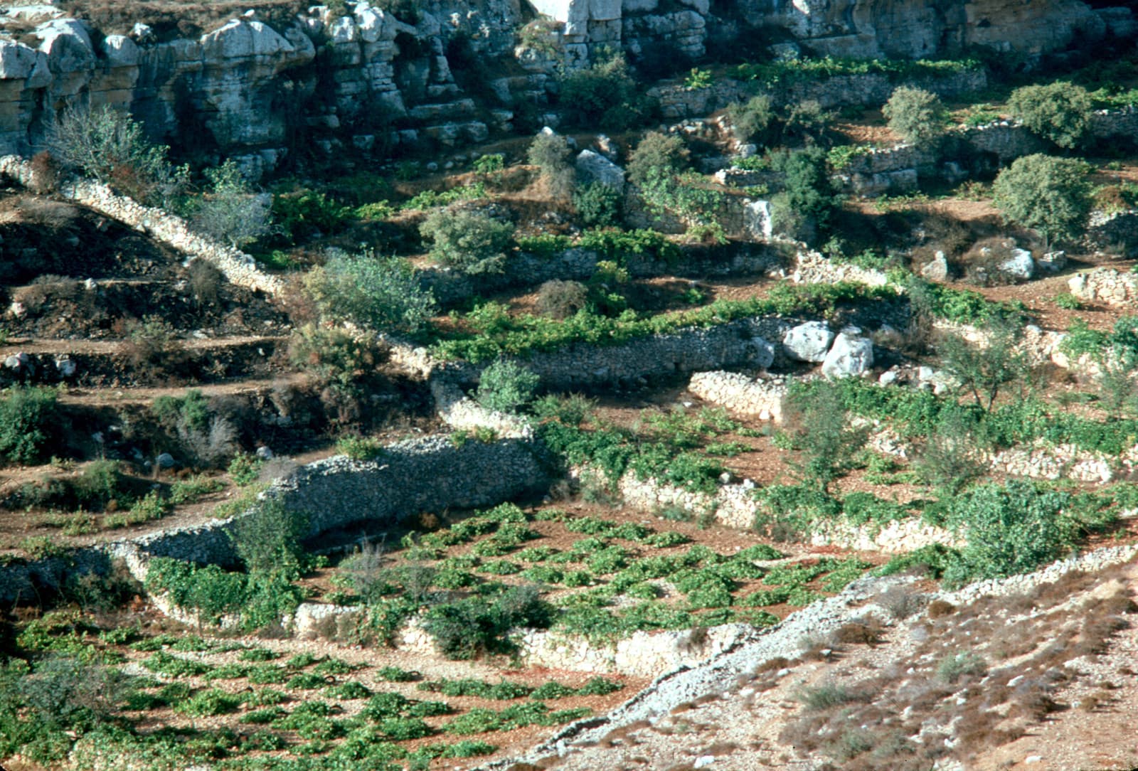 Valley Bottom Detail