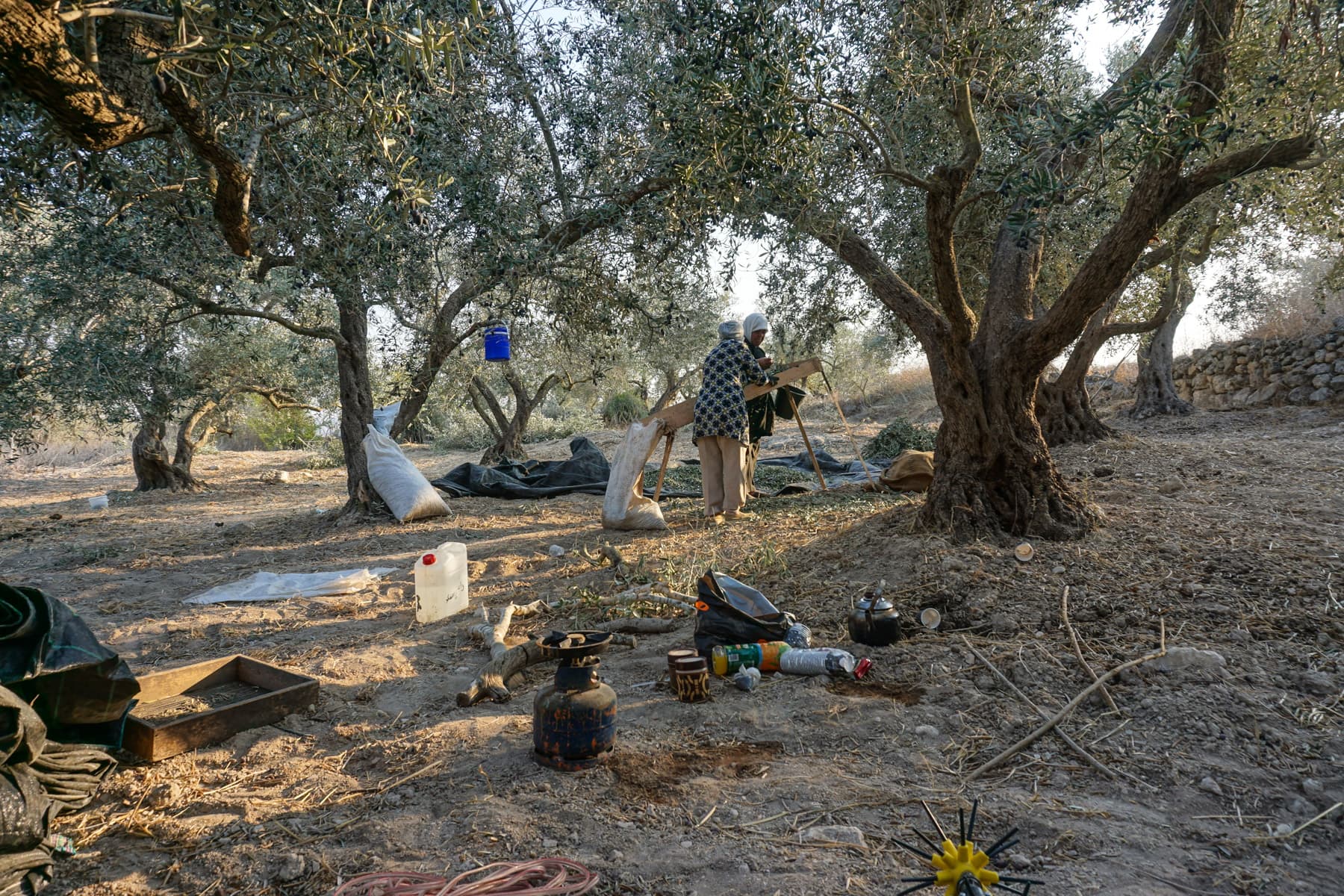 Olive Harvest