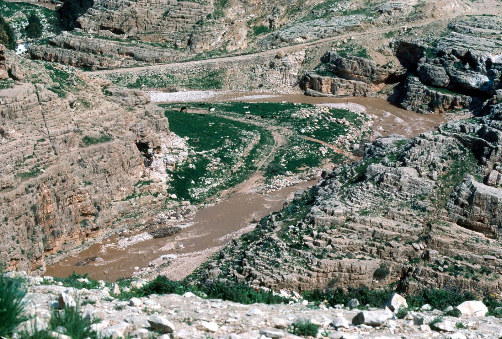 Wadi Qilt (1)