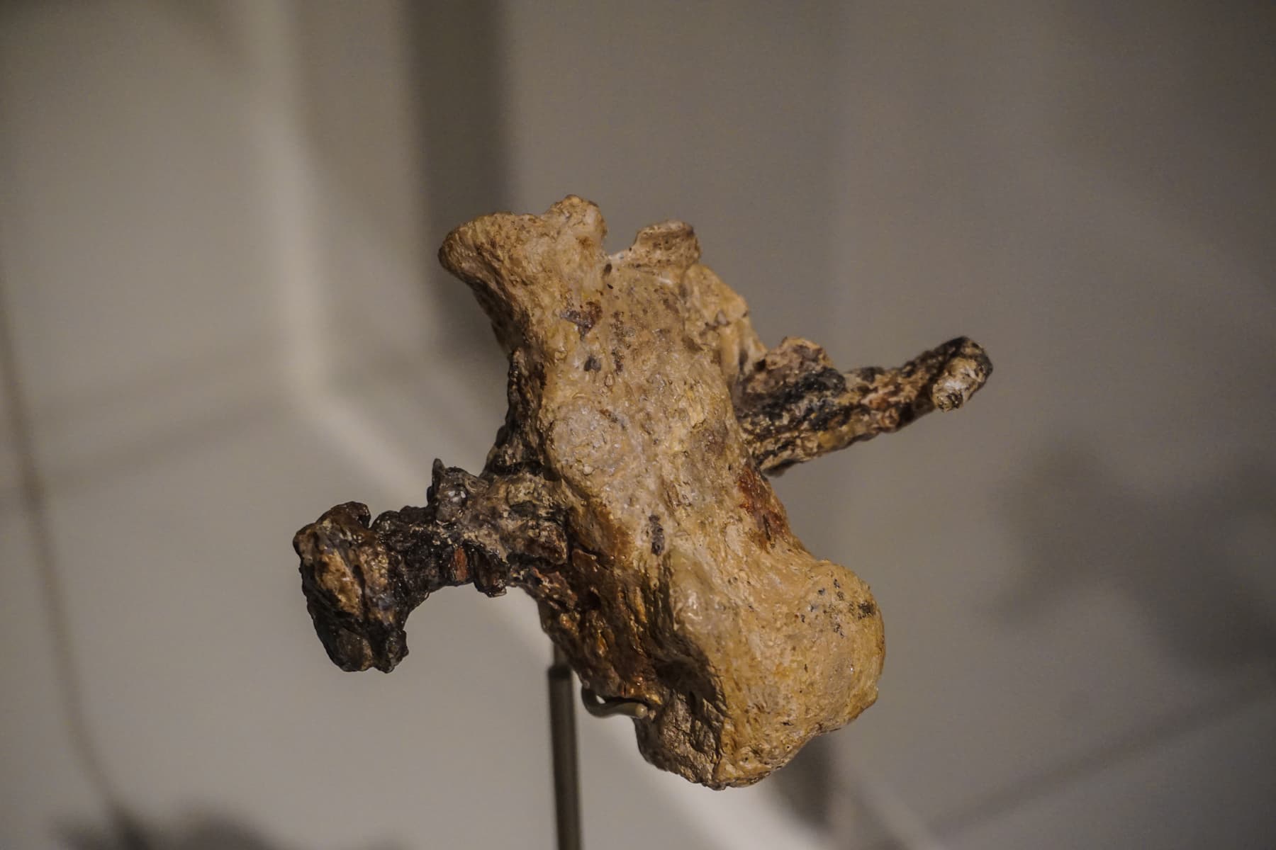 Crucifixion: Heel Bone and Nail