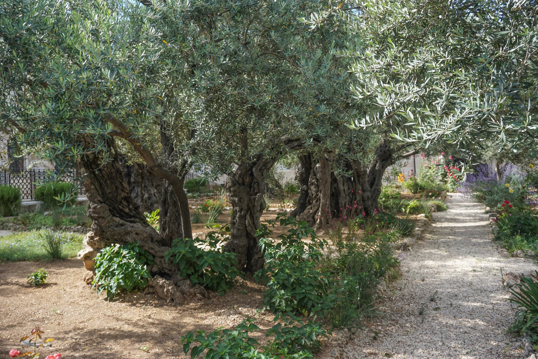 Olive Trees 1