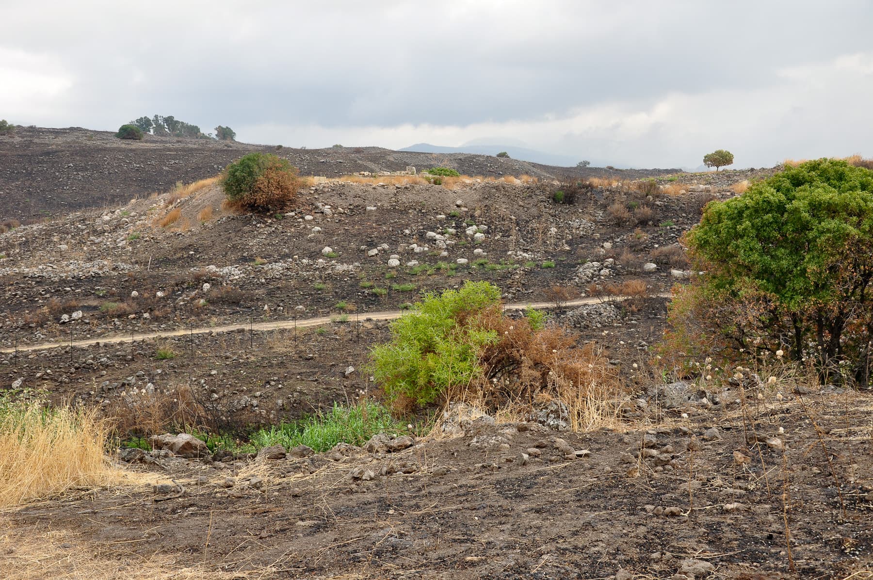 Omrit after Burning
