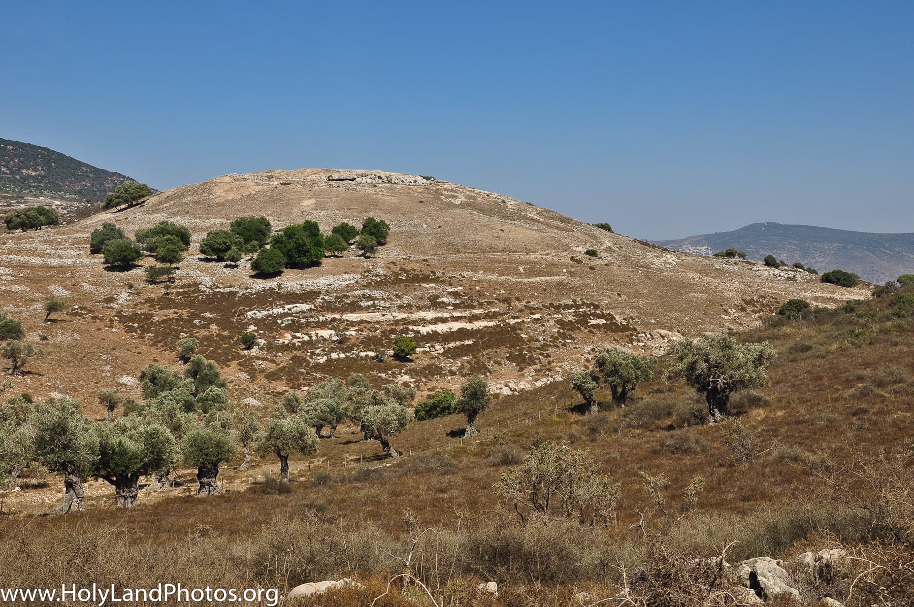 The Site