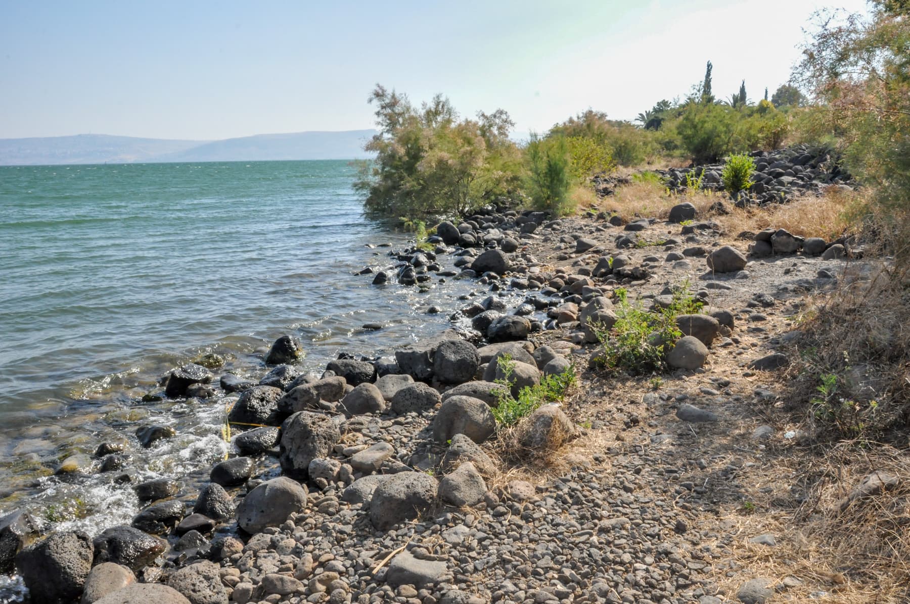 Shoreline