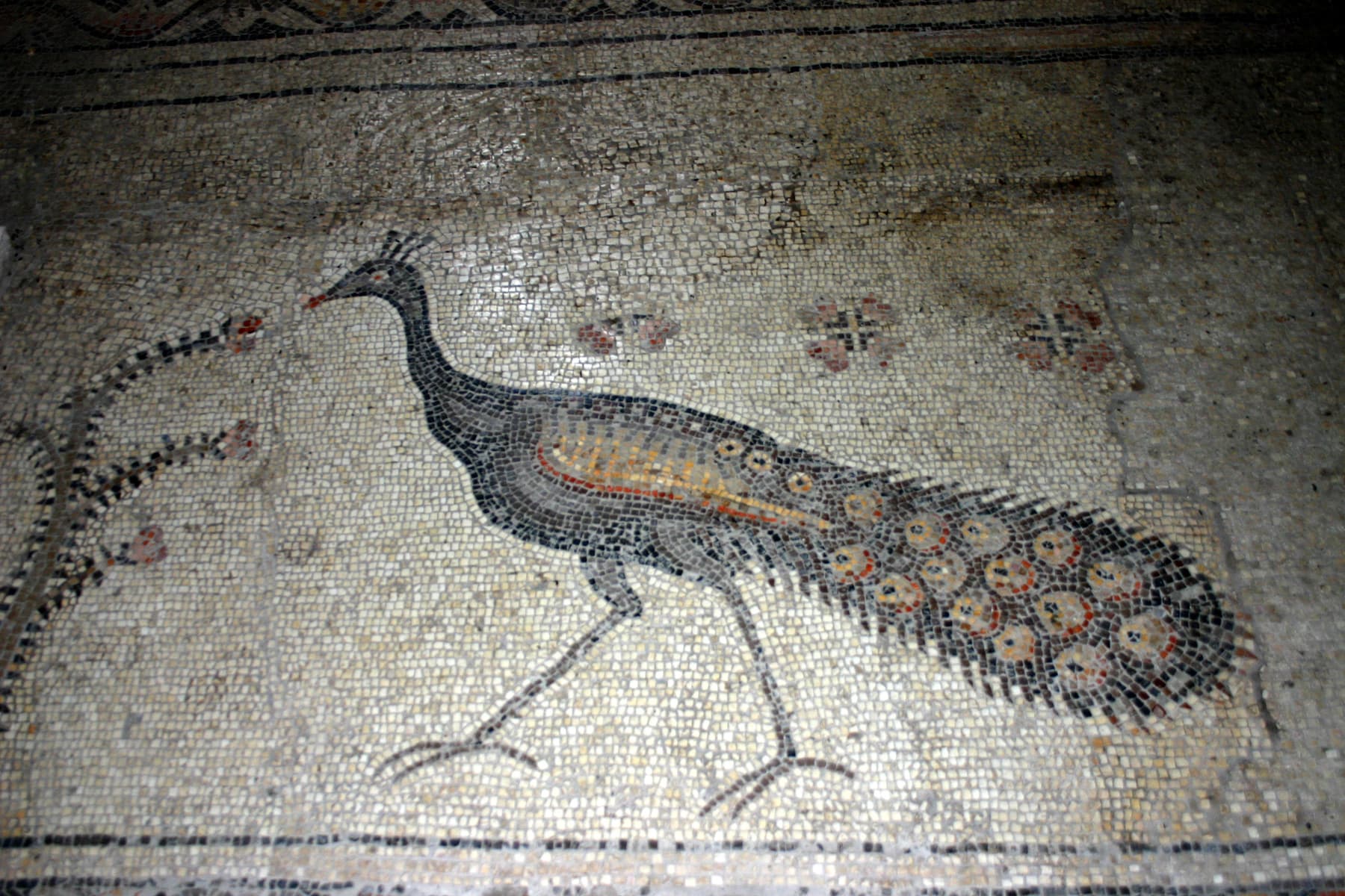 Peacock