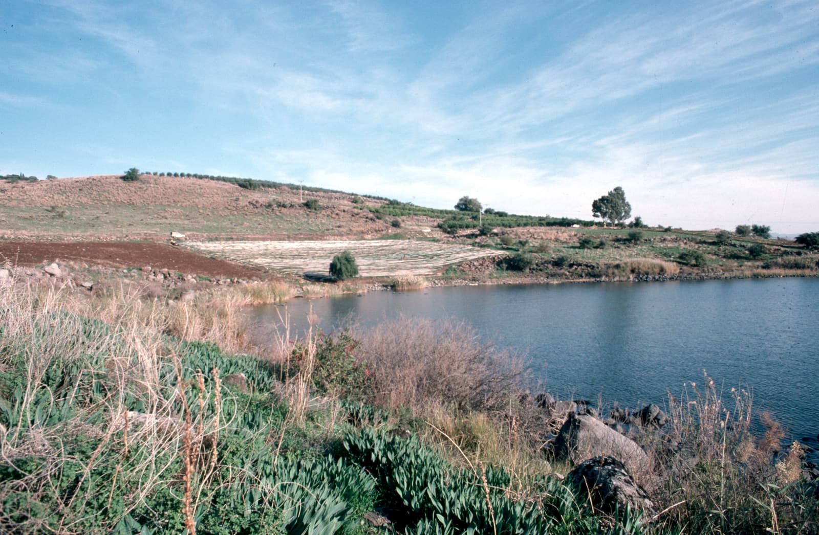 Sower's Cove 1