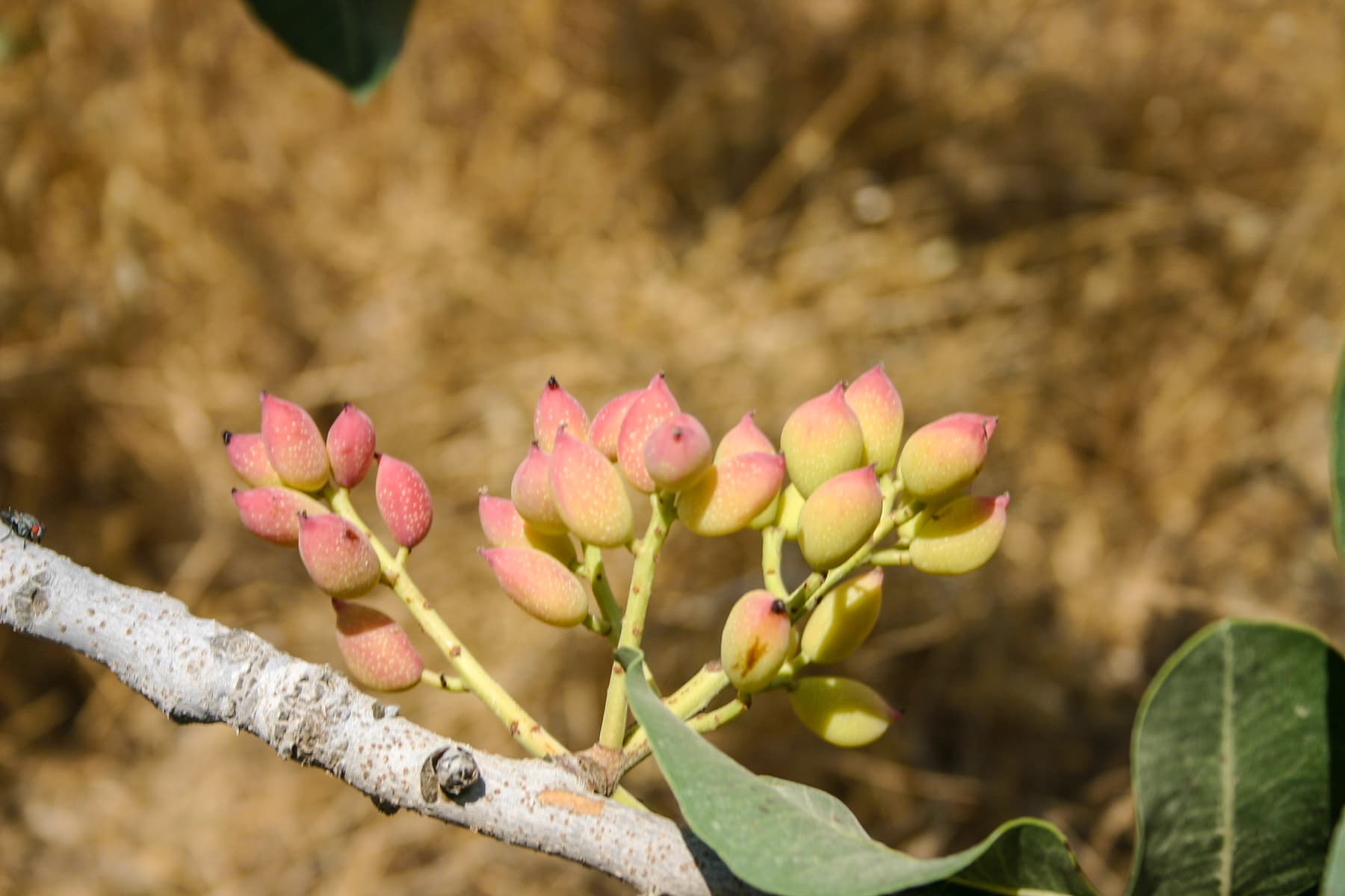 Pistachio Fruit