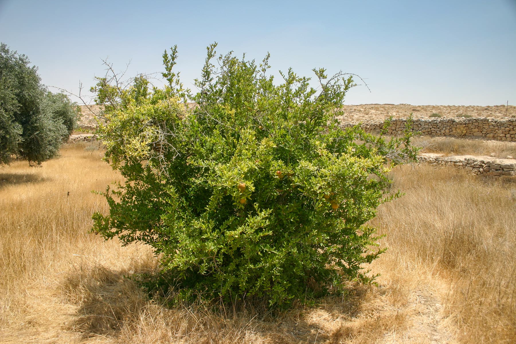 Pomegranate Tree