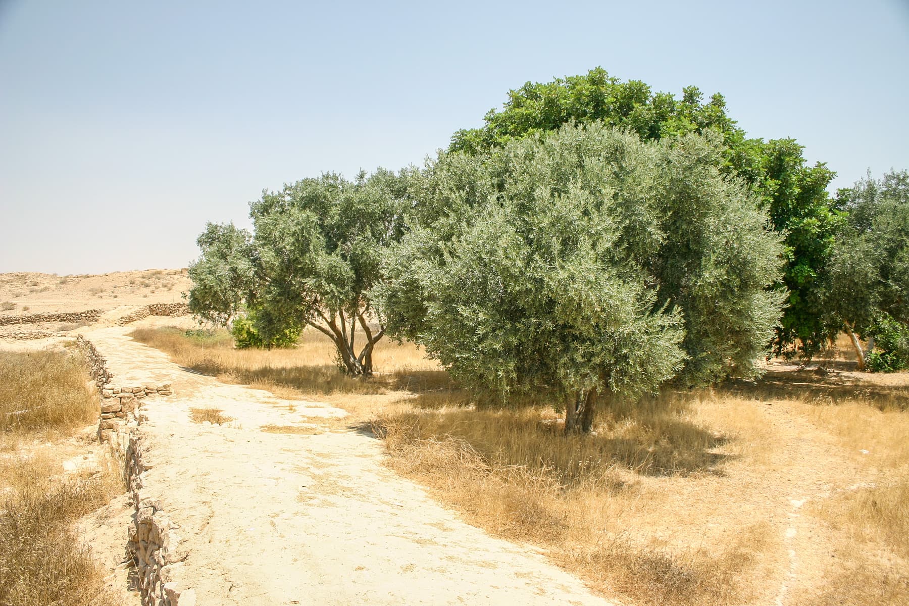 Terrace with Trees