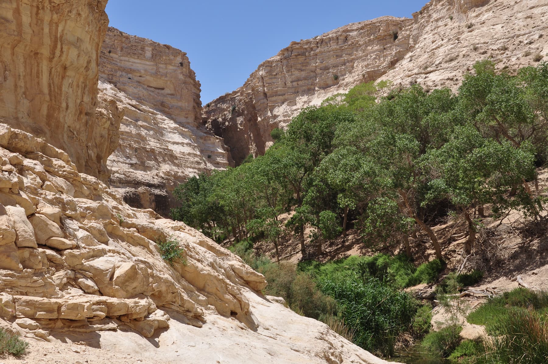 Mesopotamian Poplar Grove