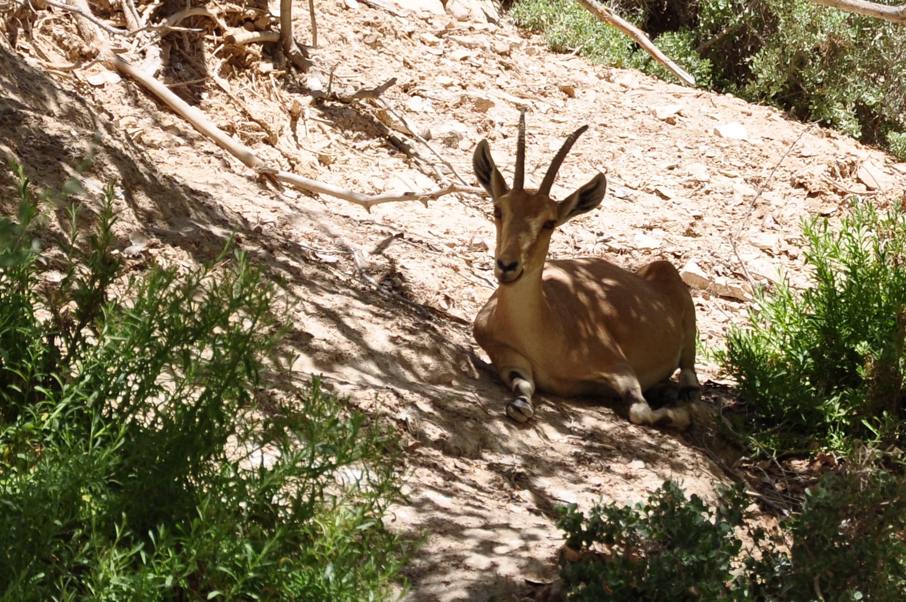 Ibex