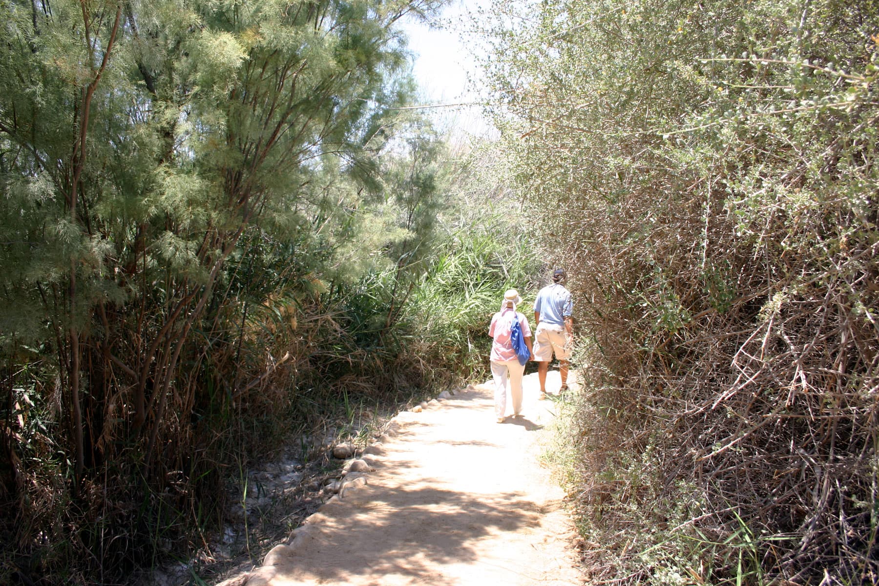 Thicket 1