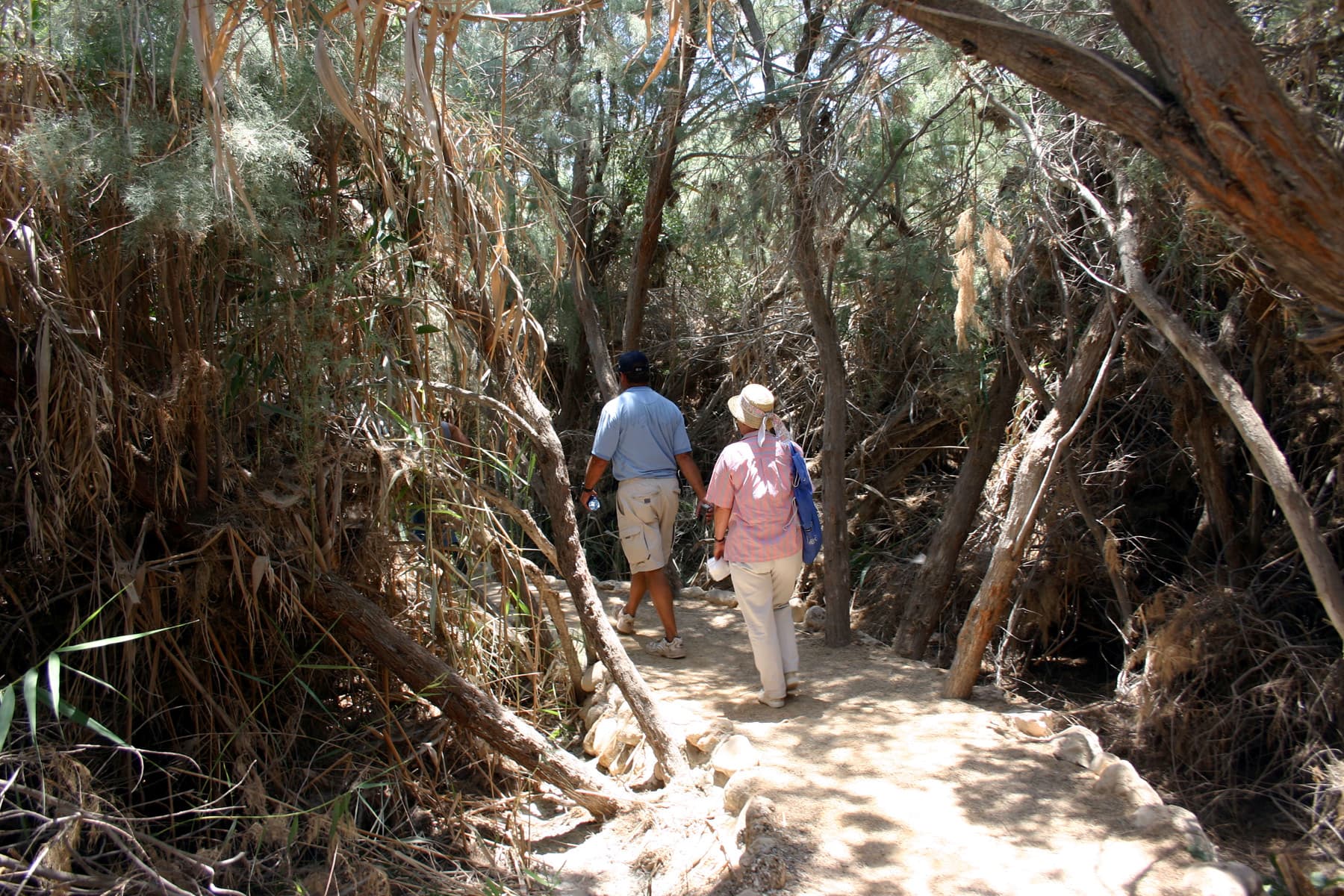 Thicket 2